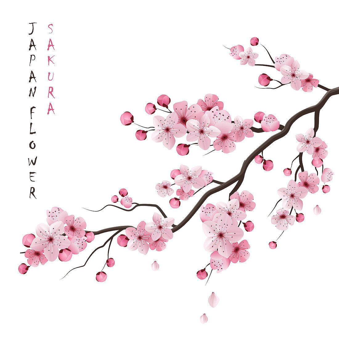 Cherry blossom, illustration