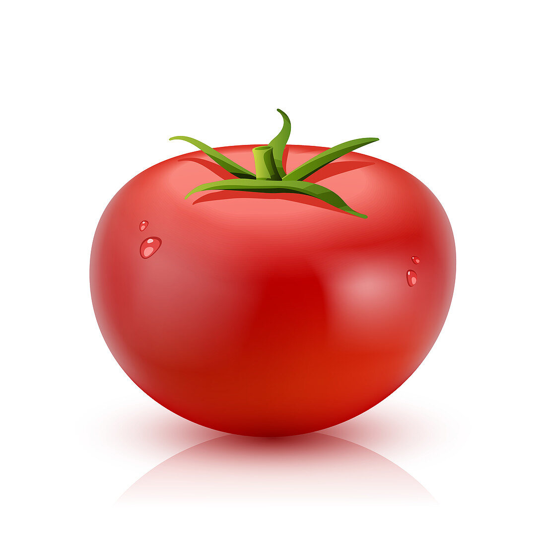 Tomato, illustration