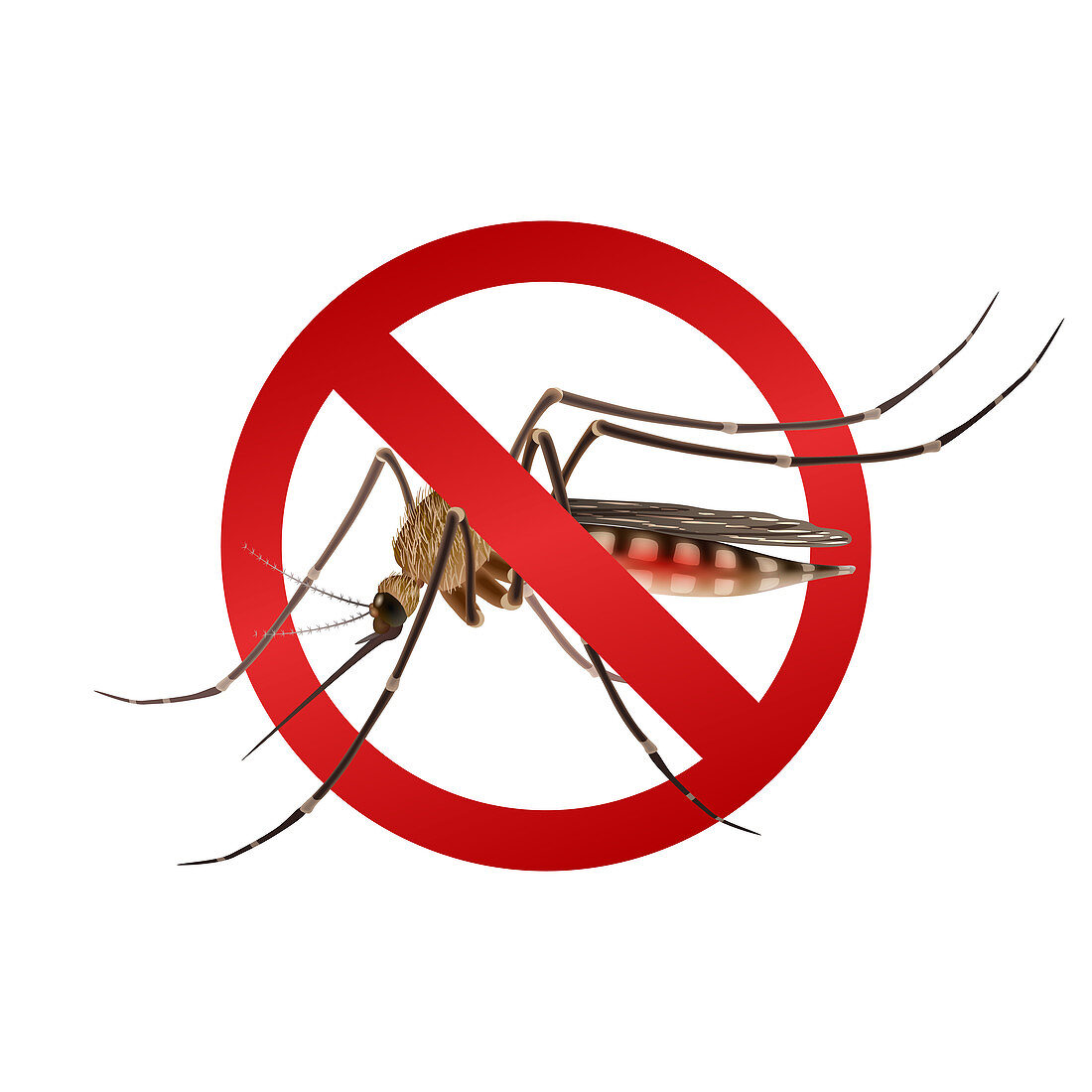 Mosquito eradication, illustration