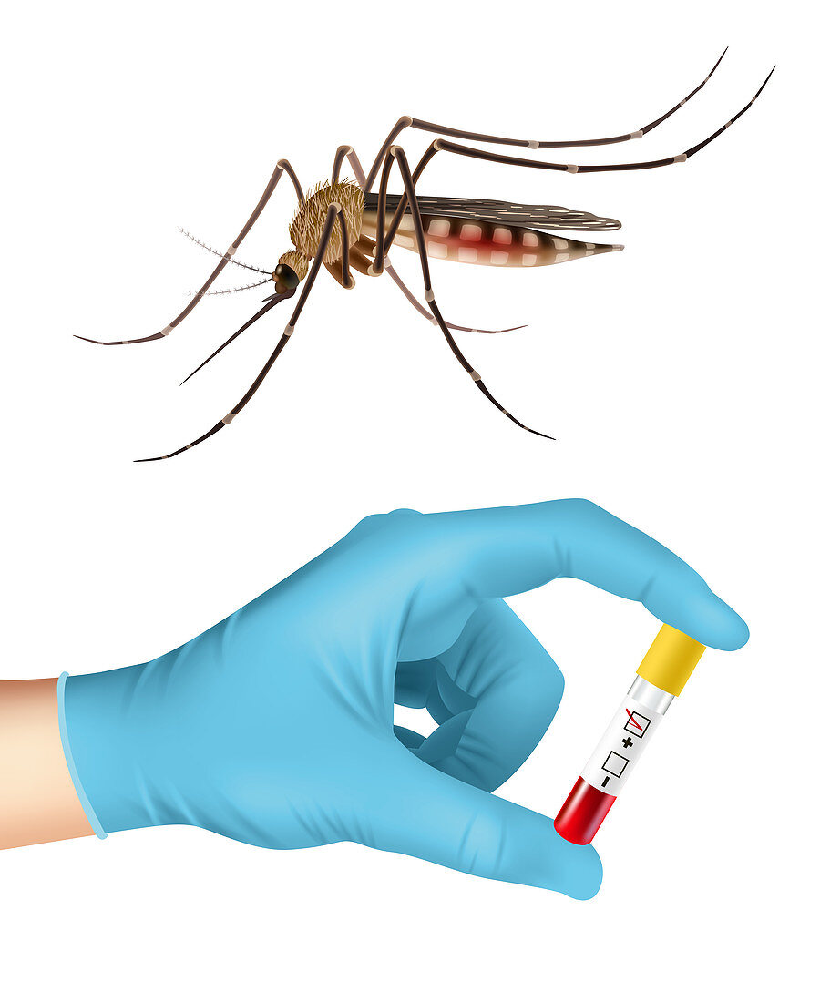 Mosquito disease transmission, illustration