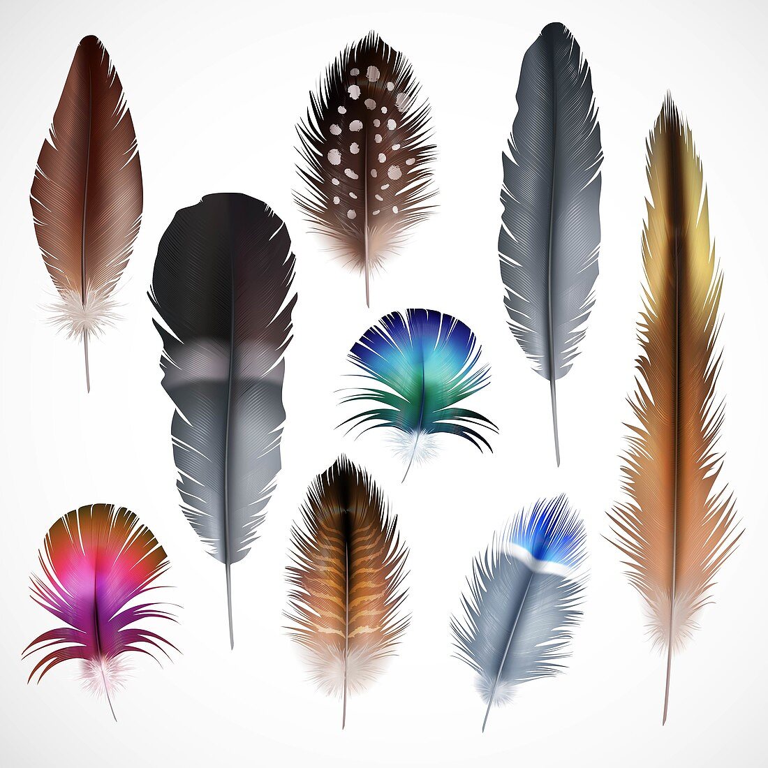 Feathers, illustration