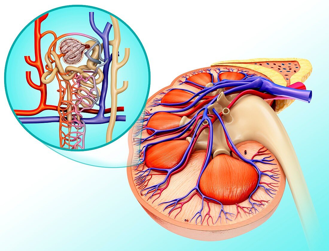 Nephron structure and kidney anatomy, illustration