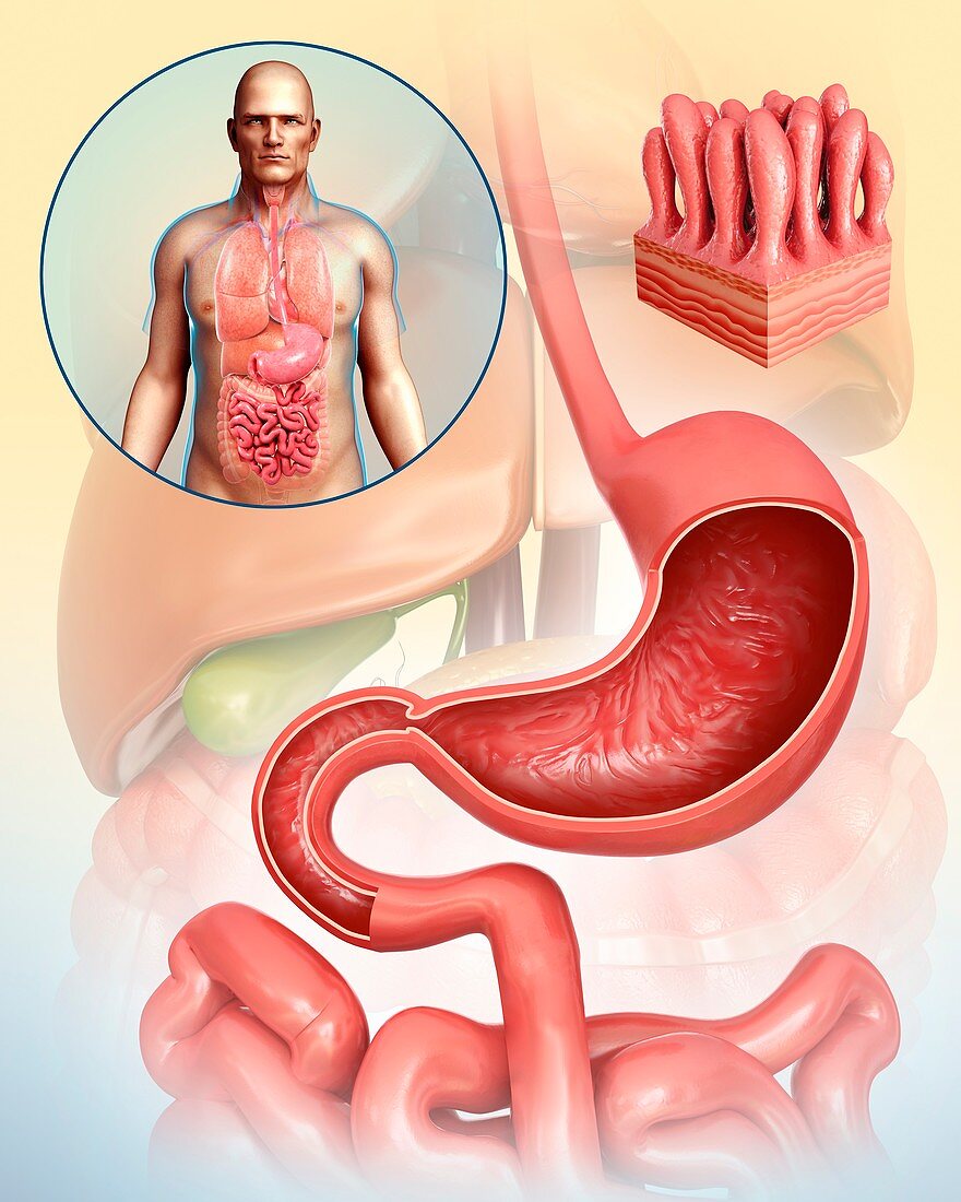Male stomach and intestinal villi, illustration