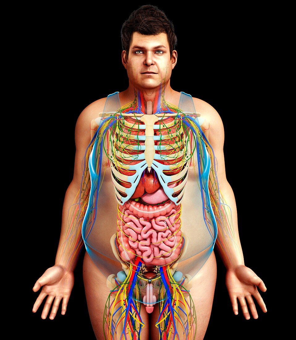 Male anatomy, illustration