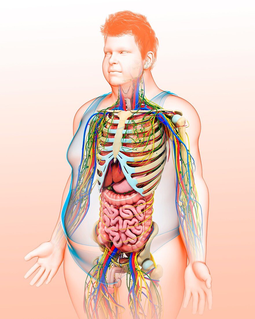 Male Anatomy Illustration Bild Kaufen 12403087 Science Photo Library