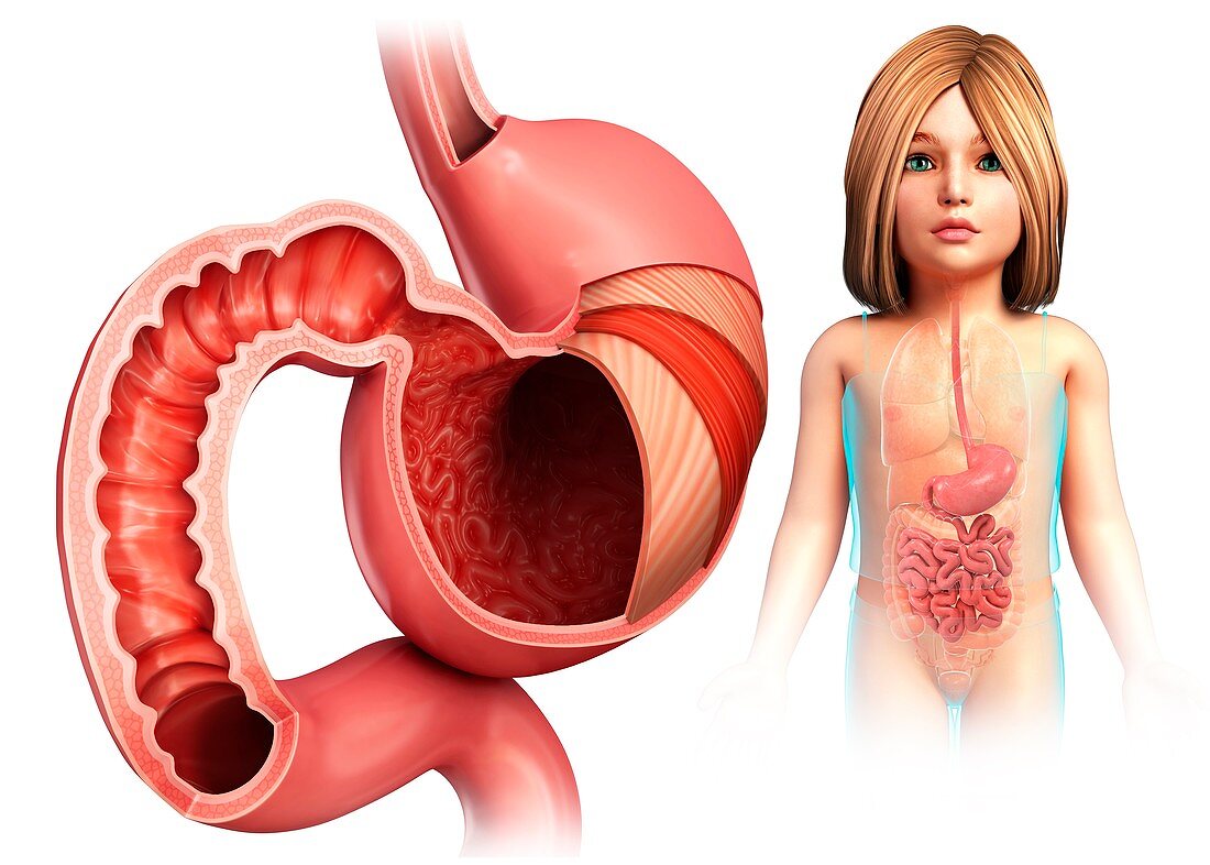 Child's stomach layers and duodenum, illustration