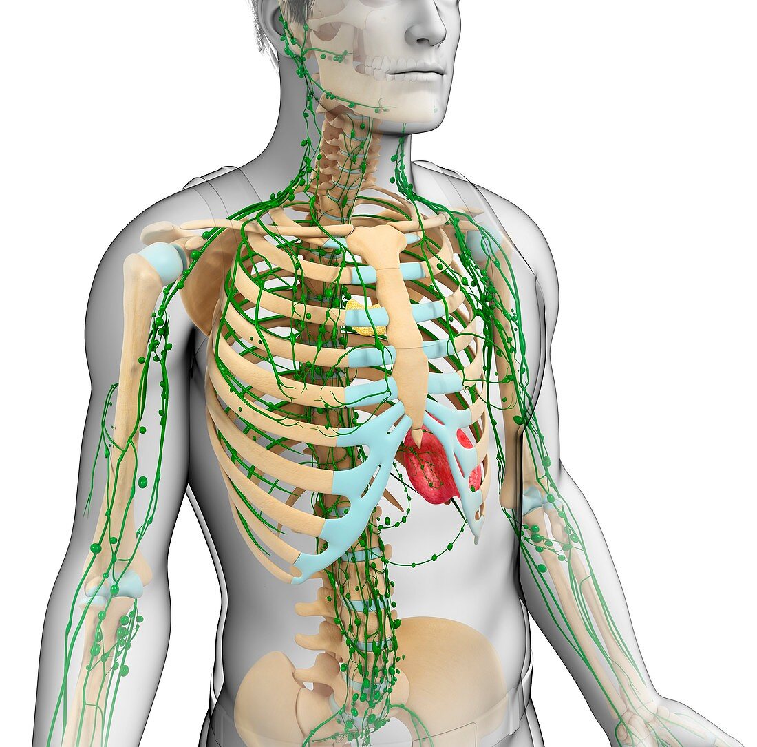 Male skeletal and lymphatic systems, illustration