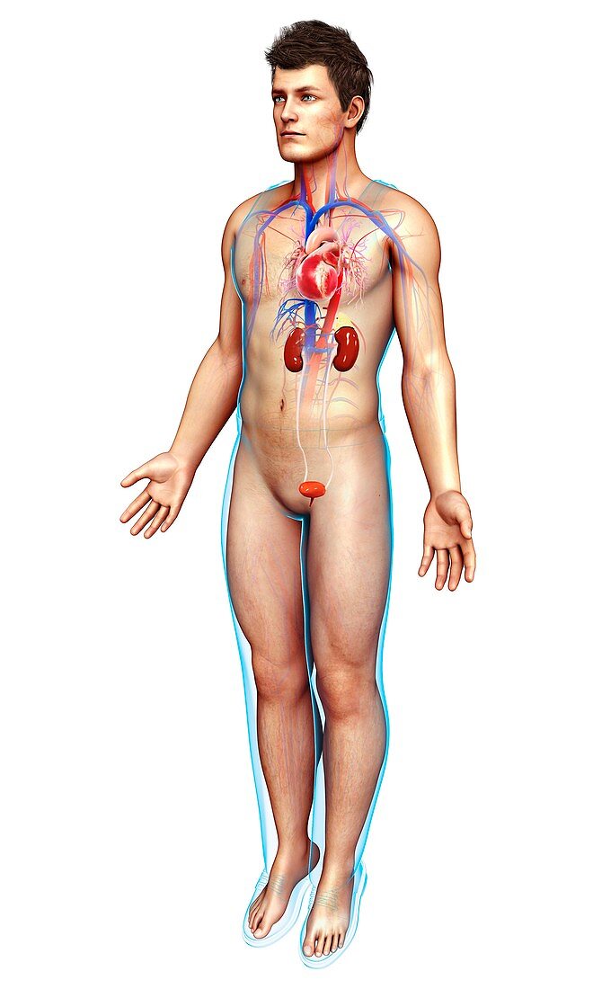 Male heart and kidneys, illustration