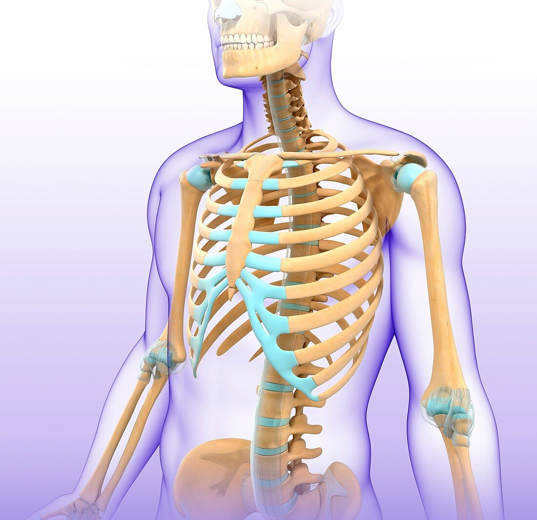Male skeletal system, illustration