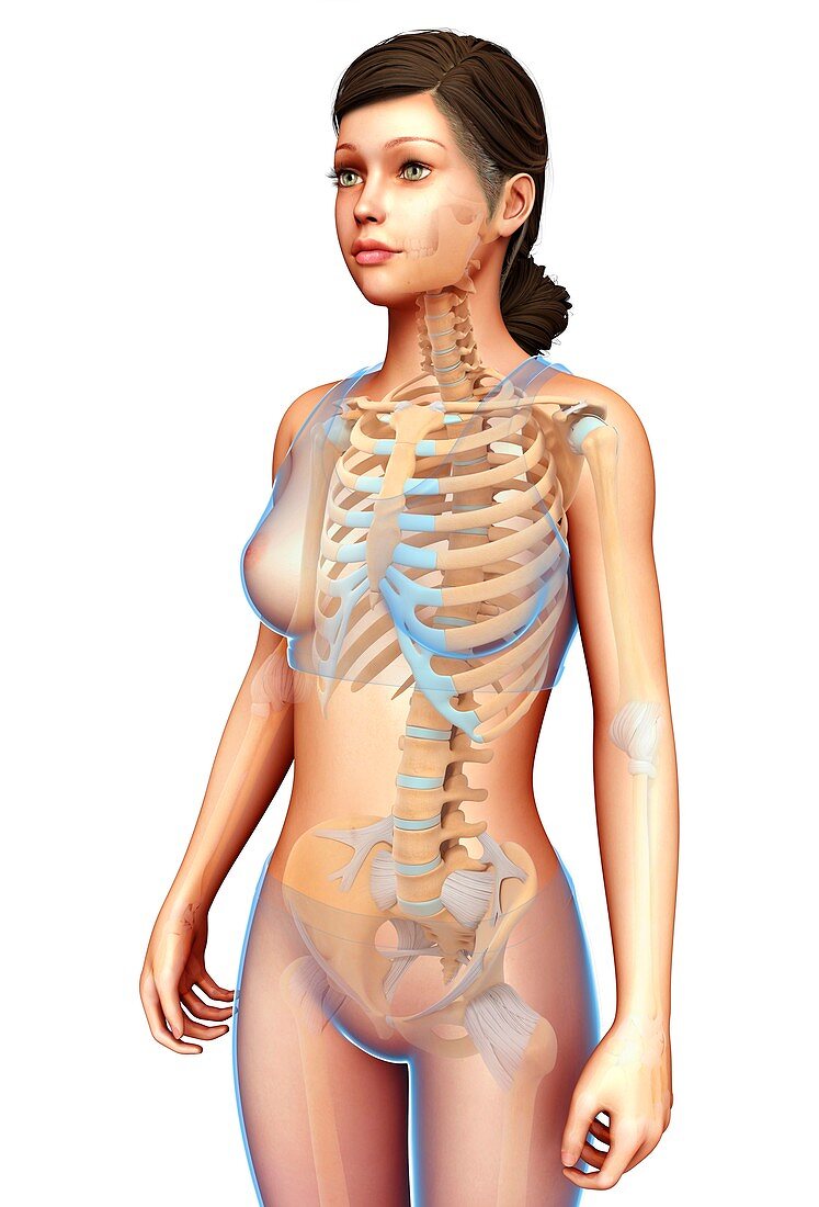 Female skeletal system, illustration