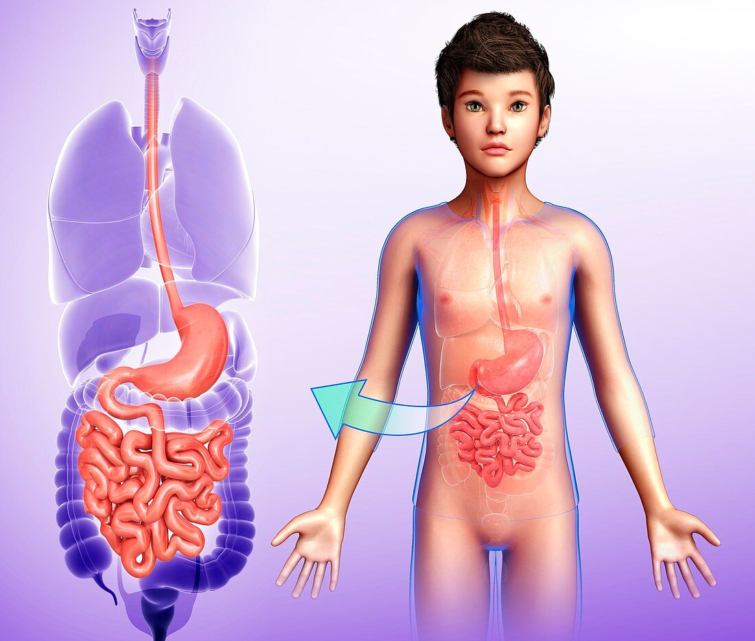 Child's stomach and small intestine, illustration