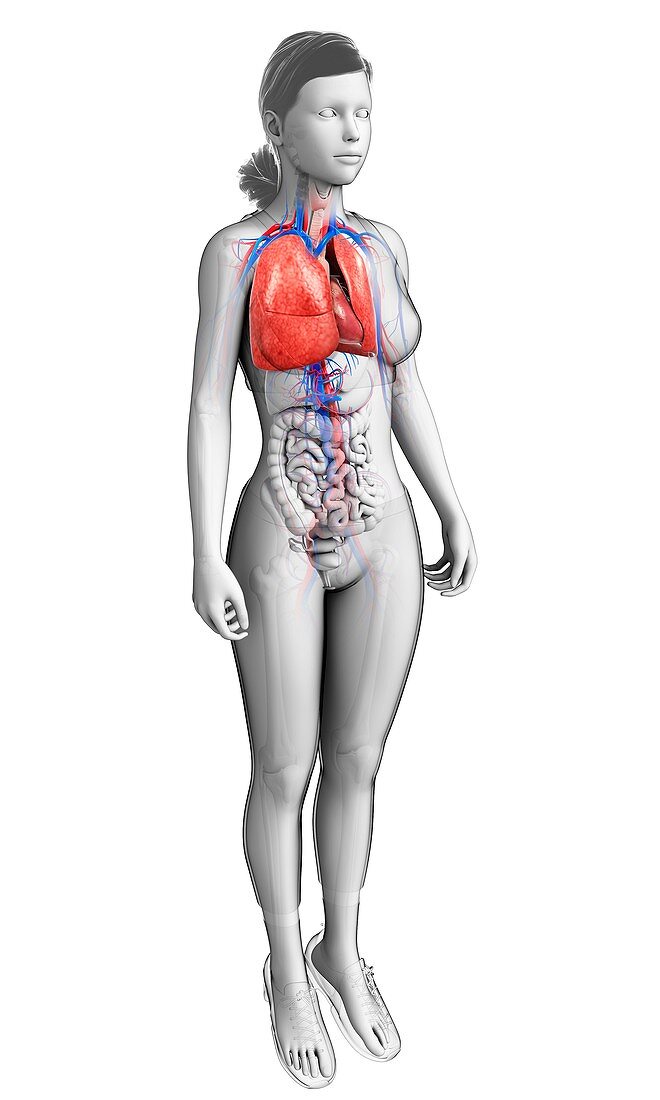 Female heart-lung system, illustration