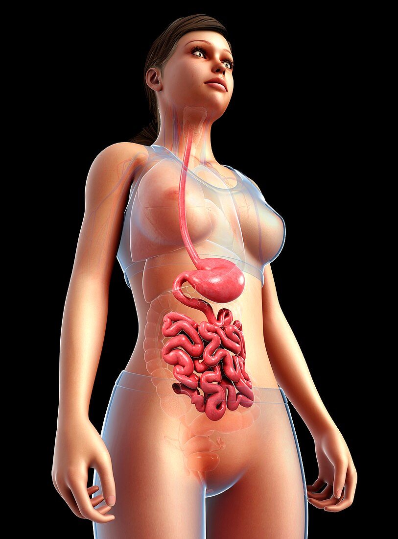 Female stomach and small intestine, illustration