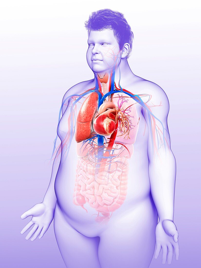 Male heart-lung system, illustration