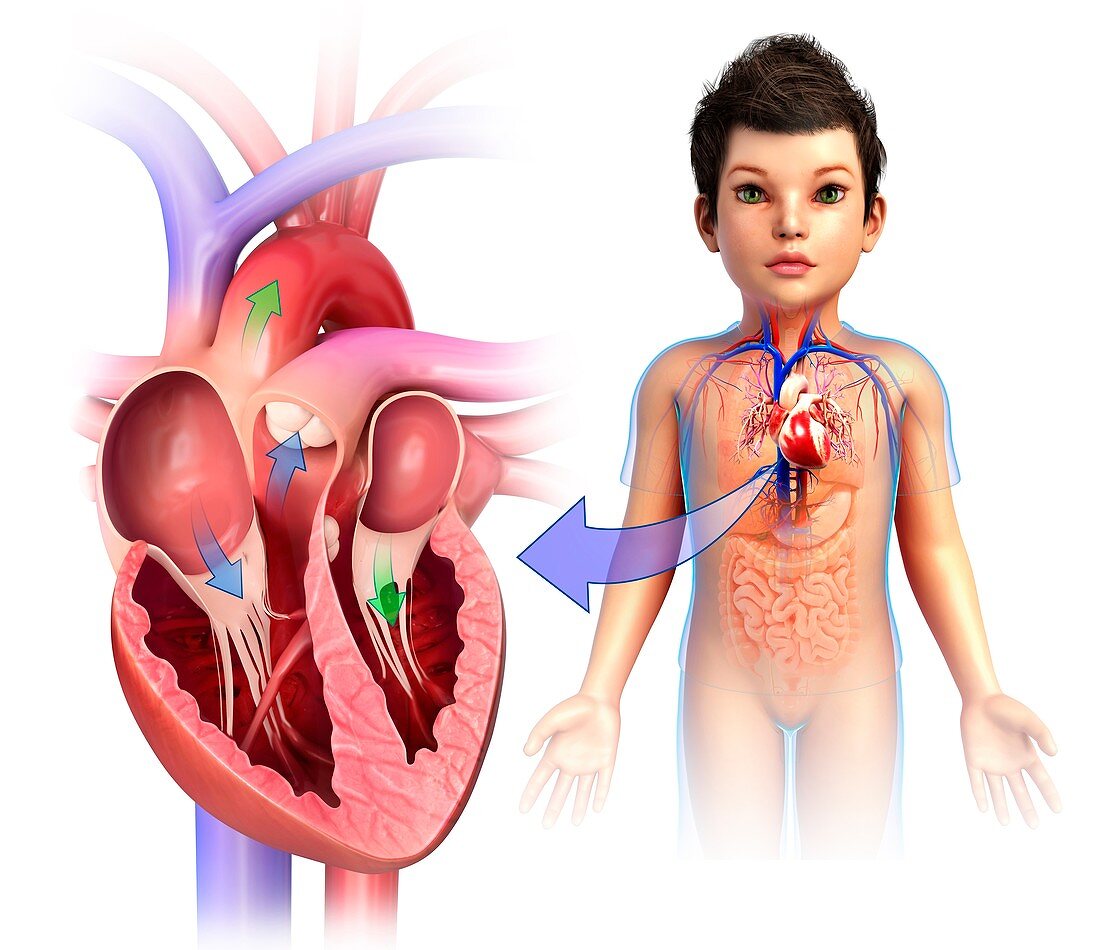 Child's heart chambers, illustration