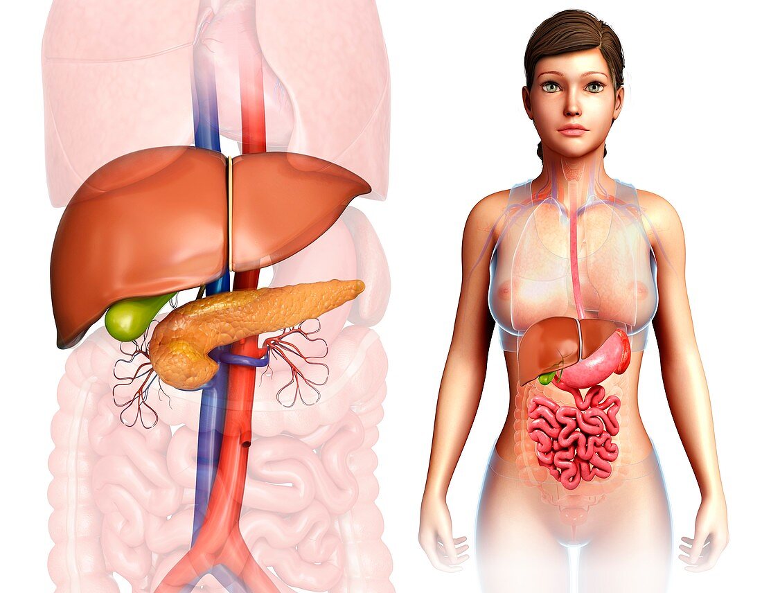 Female liver and pancreas, illustration