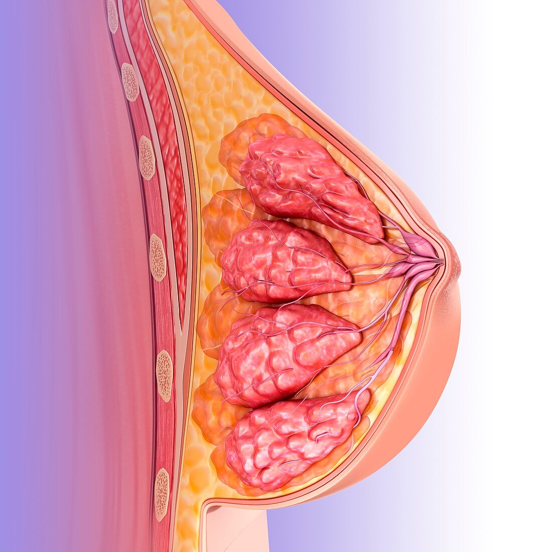 Female breast anatomy, illustration