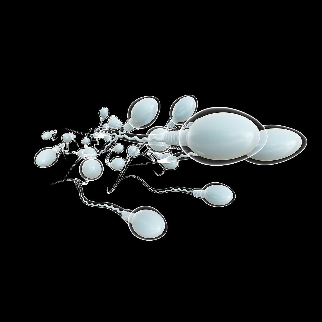 Sperm sex cells, illustration