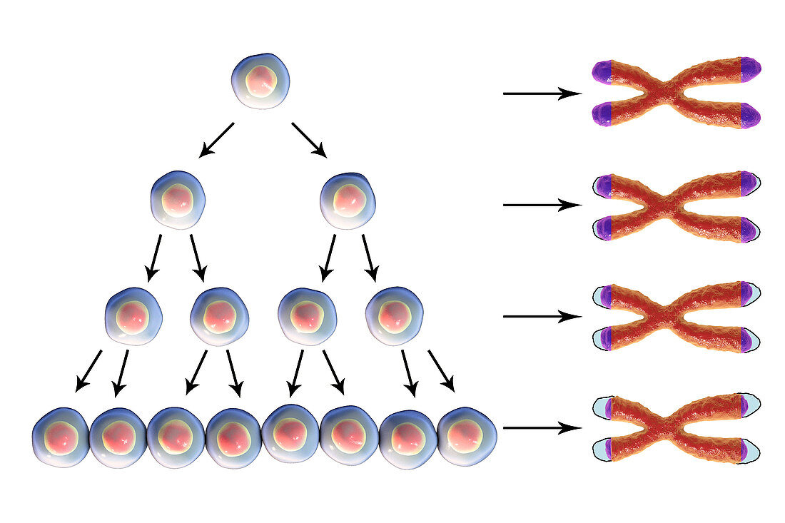 Telomere shortening, conceptual illustration