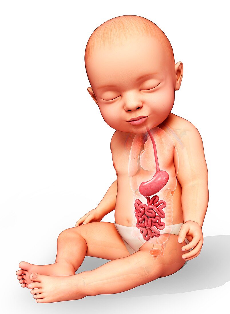 Baby's stomach and small intestine, illustration