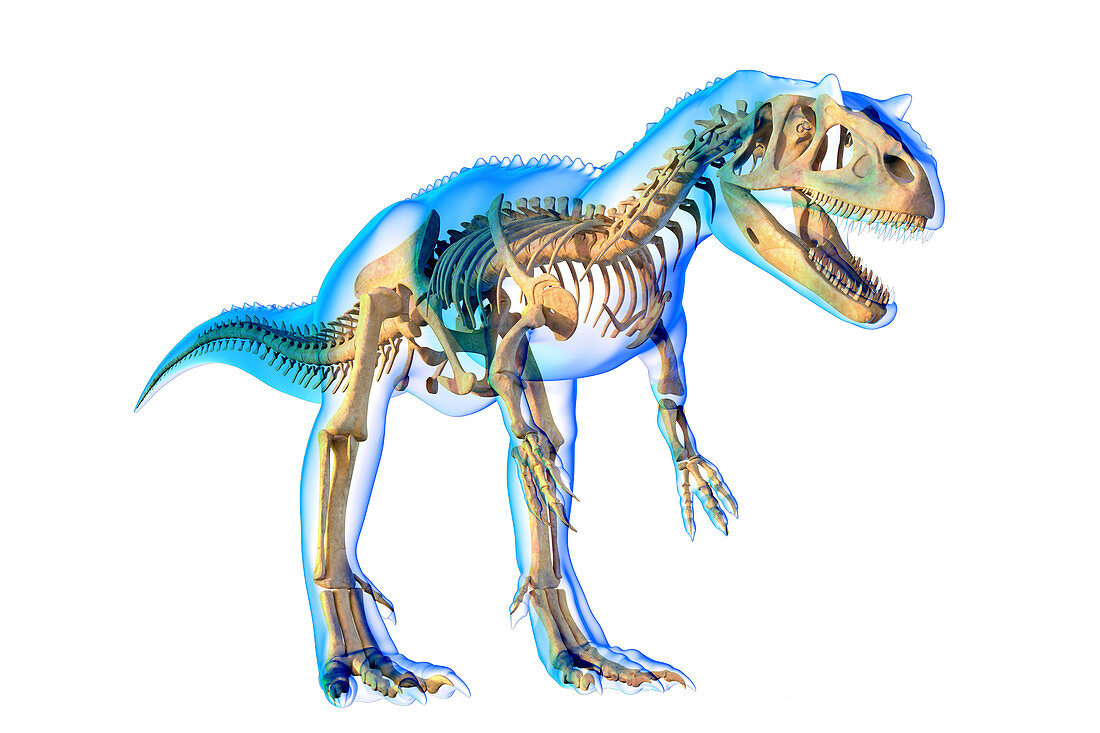 Allosaurus skeleton, illustration