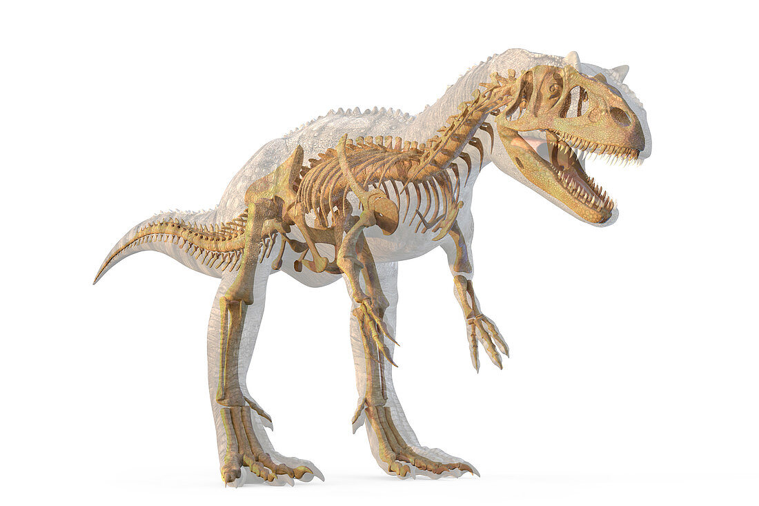 Allosaurus dinosaur skeleton, illustration