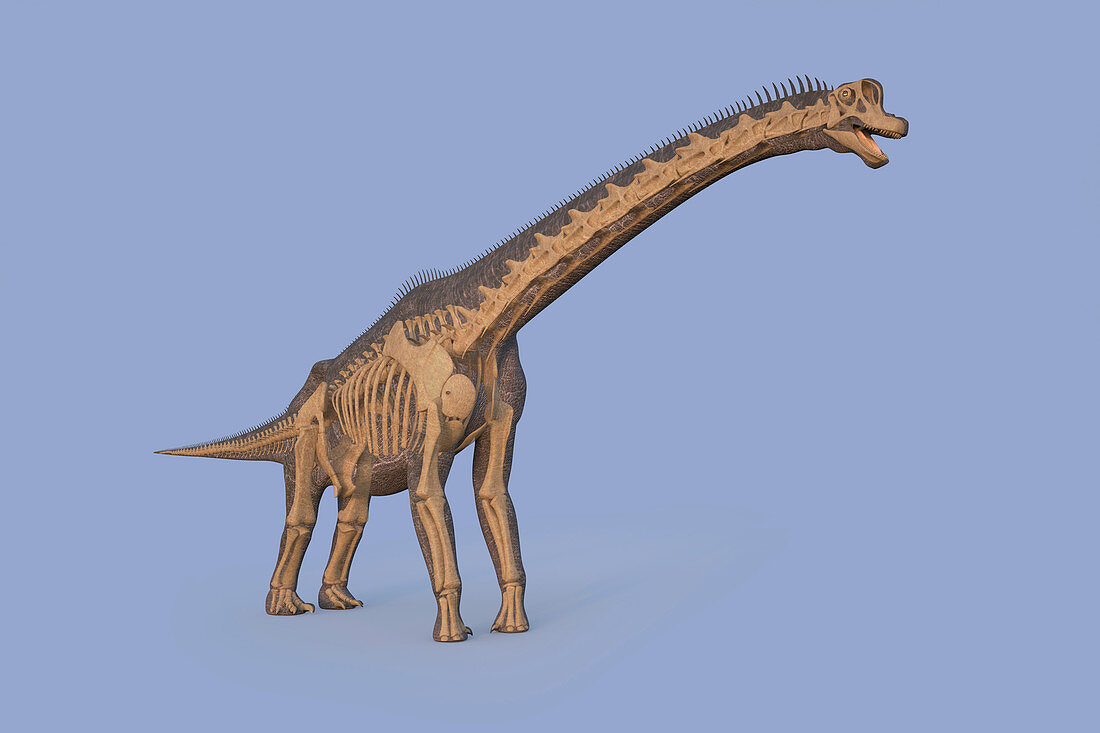 Brachiosaurus dinosaur, illustration