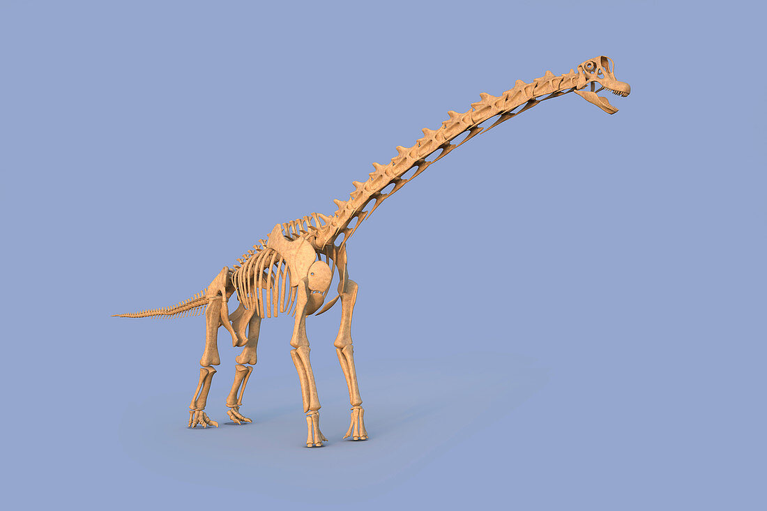 Brachiosaurus skeleton, illustration