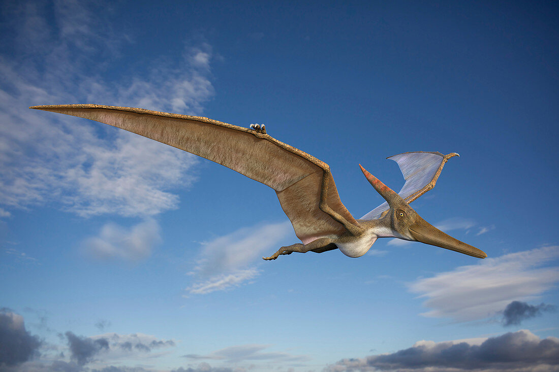 Pteranodon in flight, illustration