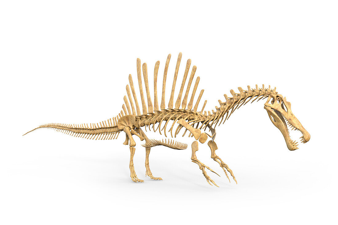 Spinosaurus dinosaur skeleton, illustration