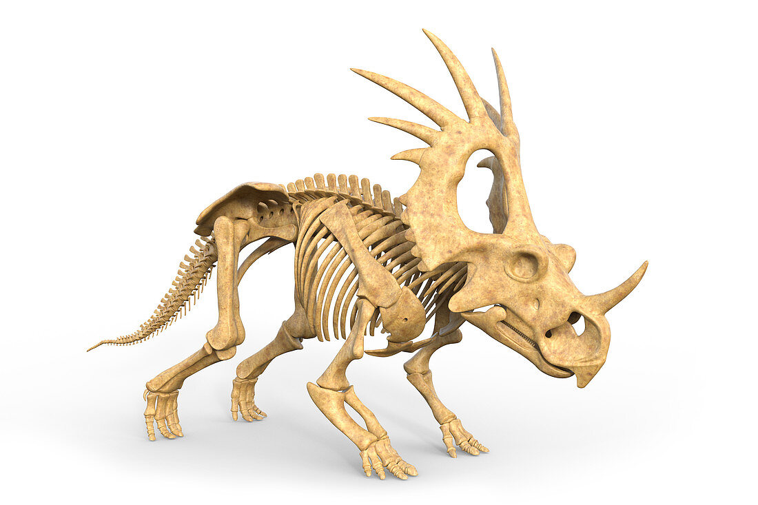 Styracosaurus dinosaur skeleton, illustration