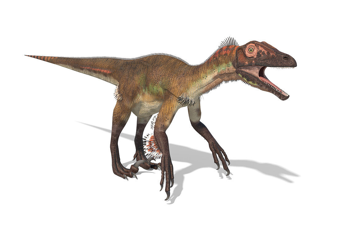 Utahraptor dinosaur, illustration