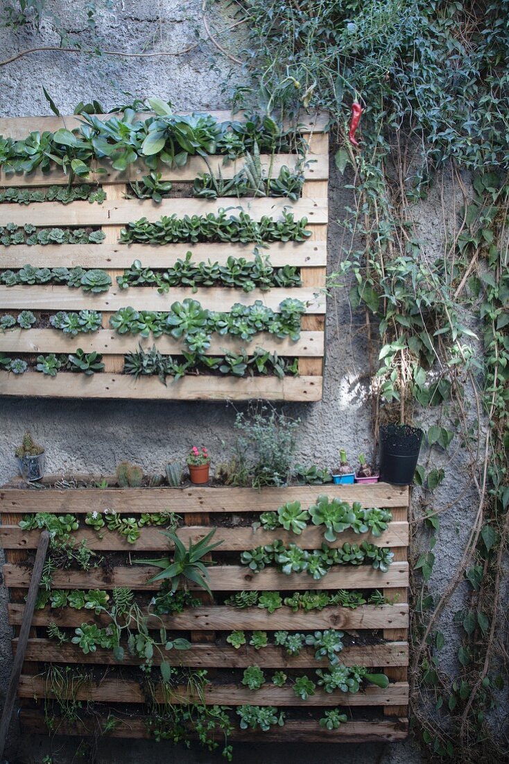 Mit Sukkulenten bepflanzte Holzpaletten an der Wand
