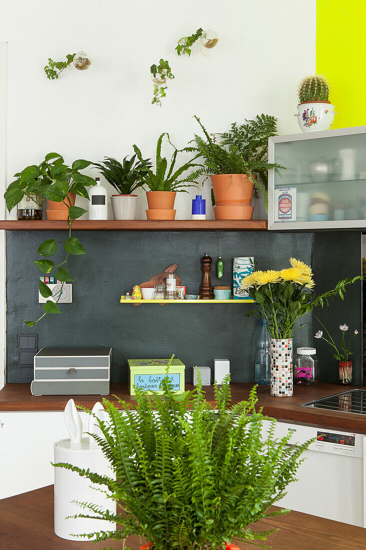 Regal mit Zimmerpflanzen über Küchenzeile