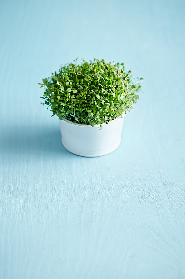 A pot of microgreens