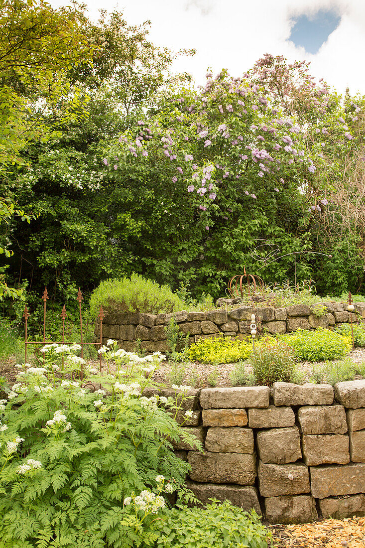 Raised bed in garden in early summer