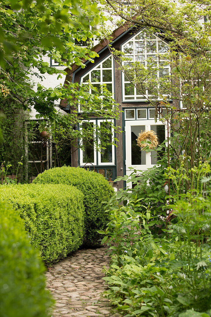 Cobbled path leading to house between box hedges