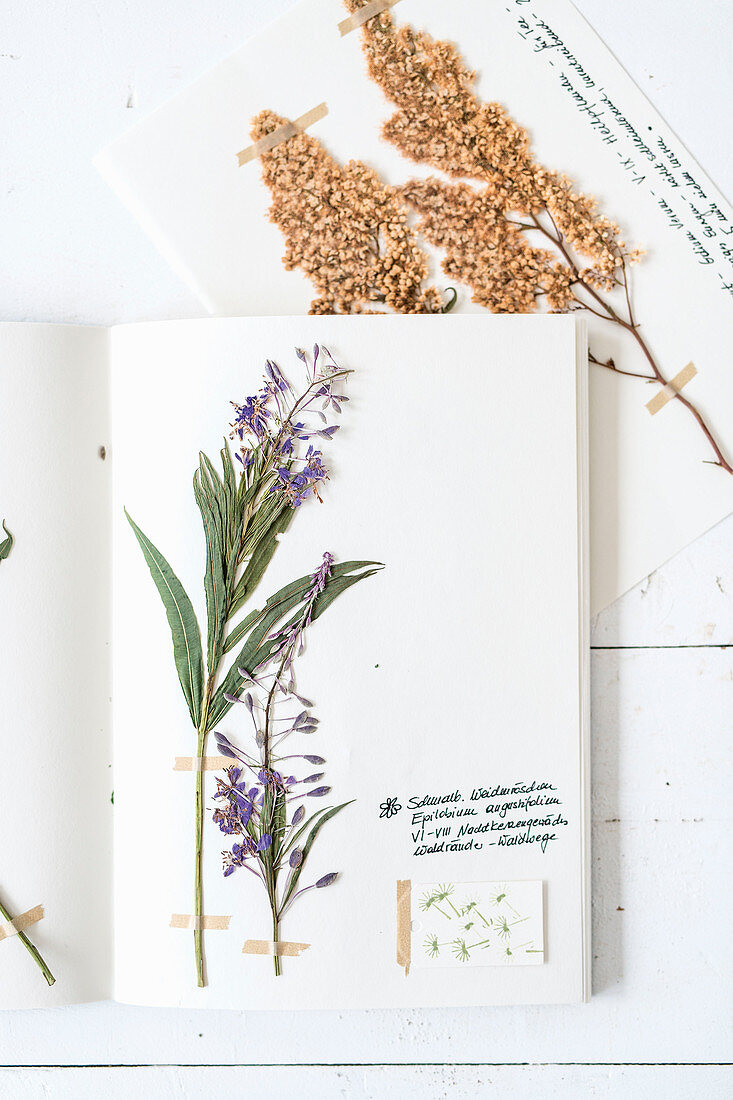 Home-made botanical book