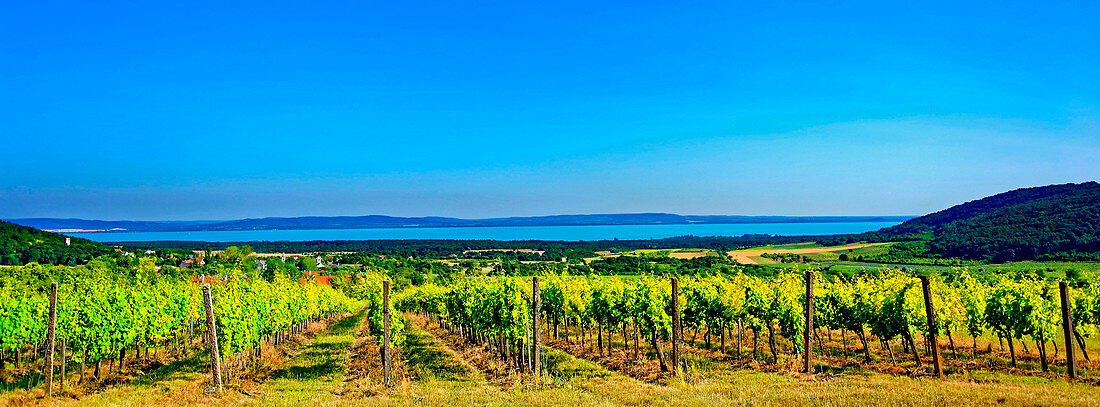 Weinbaugebiet am Balaton (Plattensee), in Balatonfüred-Csopak, Ungarn