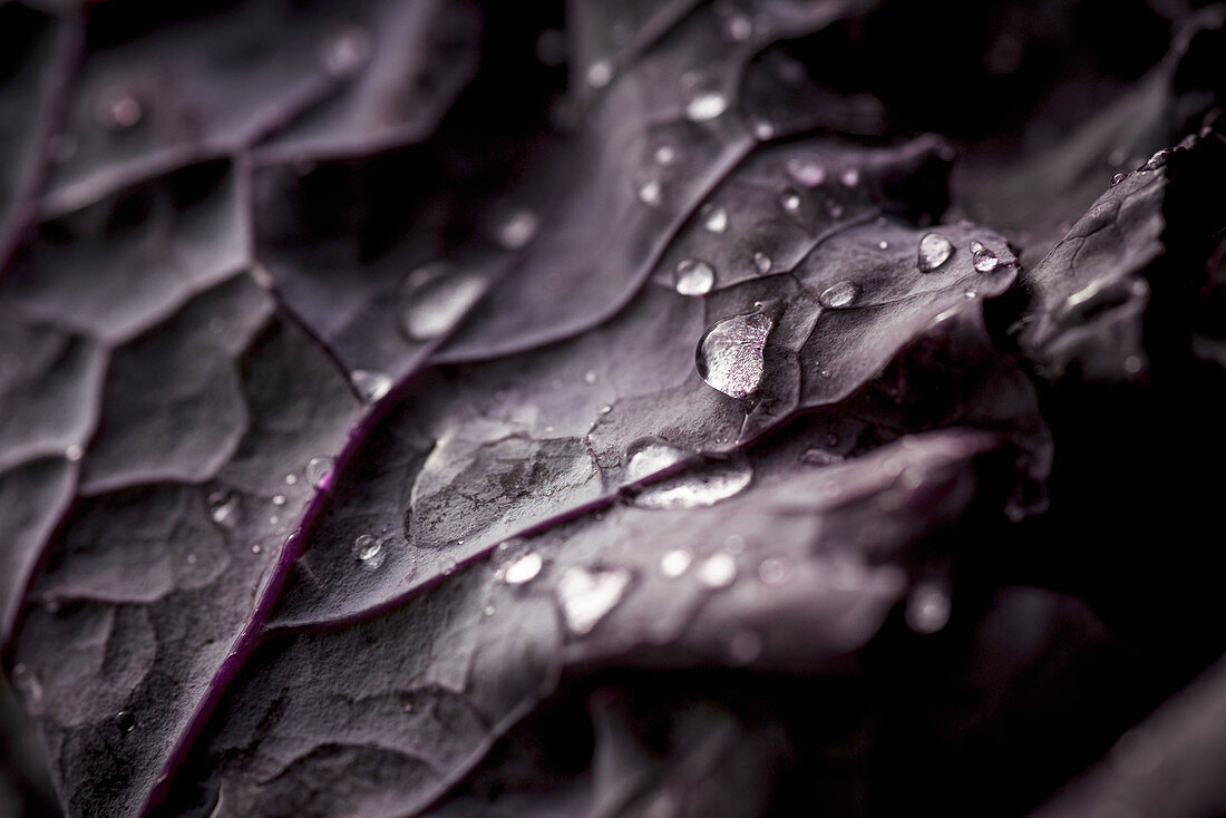 Drops of water on a washed leaf of purple kale (close-up)