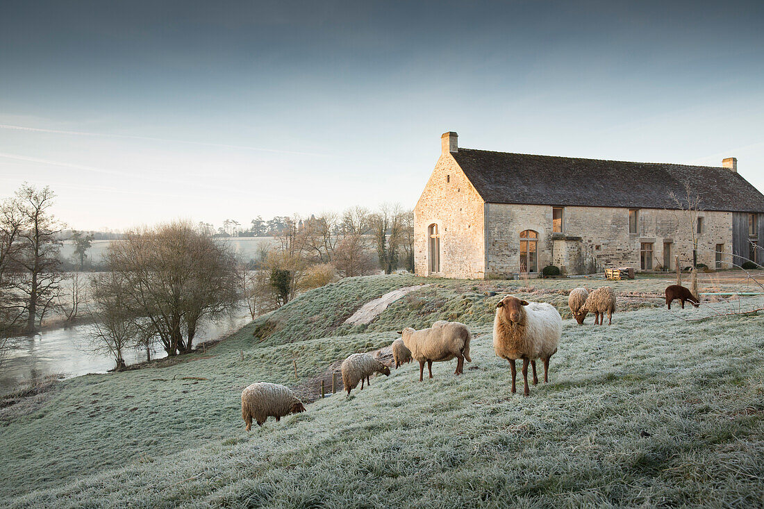 Solognote sheep in meadow with farmhouse in background