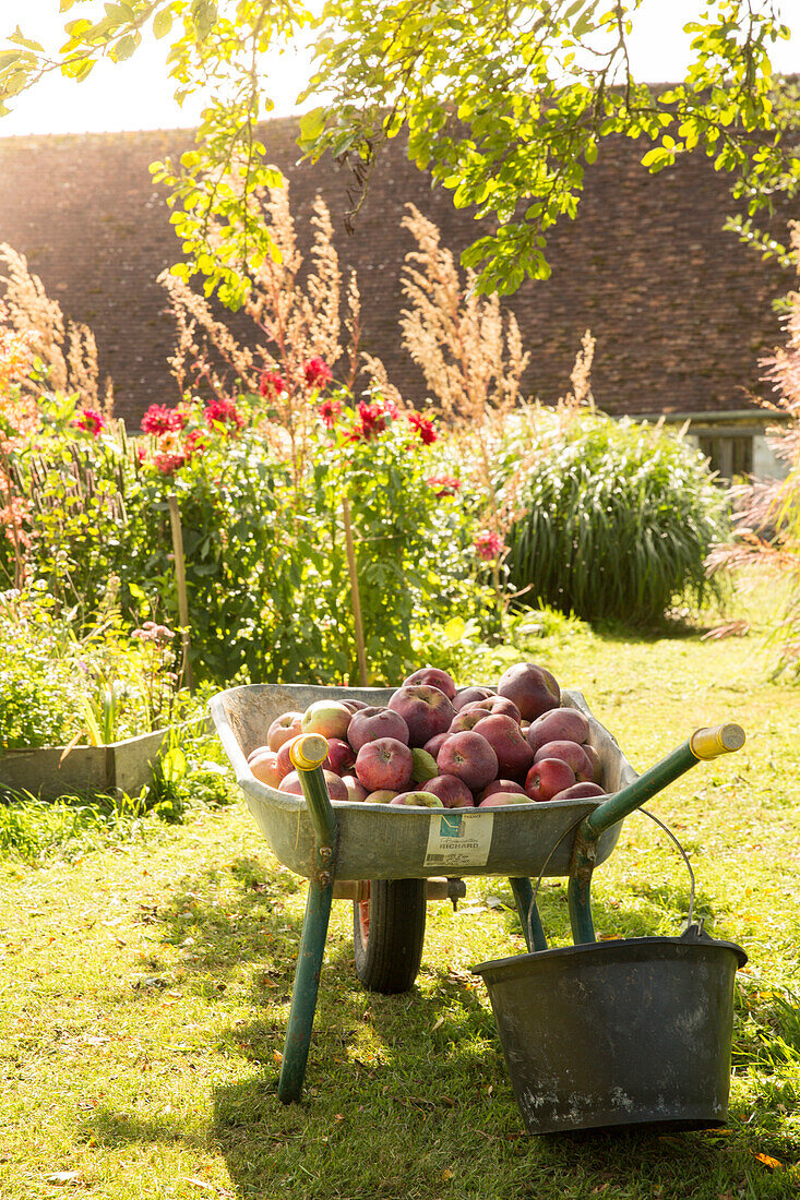 Freshly picked apples in wheelbarrow in sunny garden
