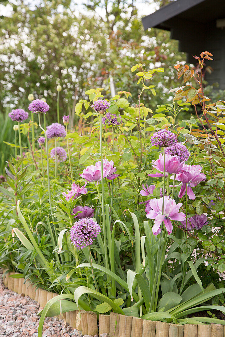 Beet mit Zierlauch 'Mercurius' und violett blühenden Tulpen