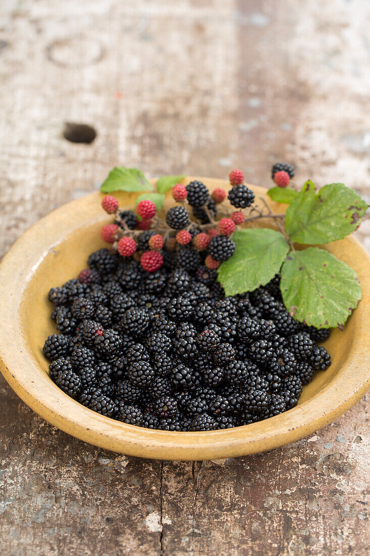 Bowl of freshly picked blackberries and blackberry sprig