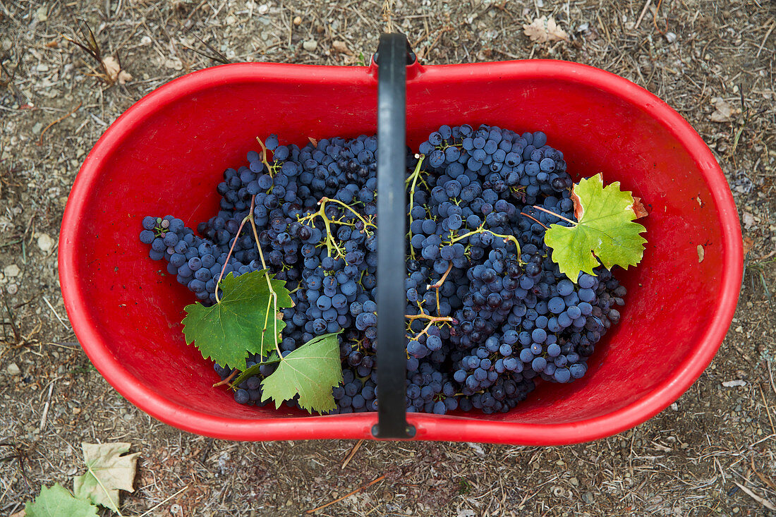 Grapes in a red basket