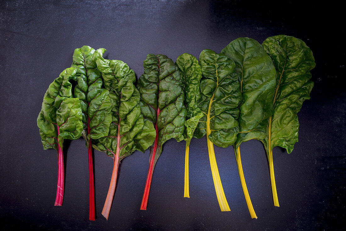 Rainbow Chard on Black Backdrop