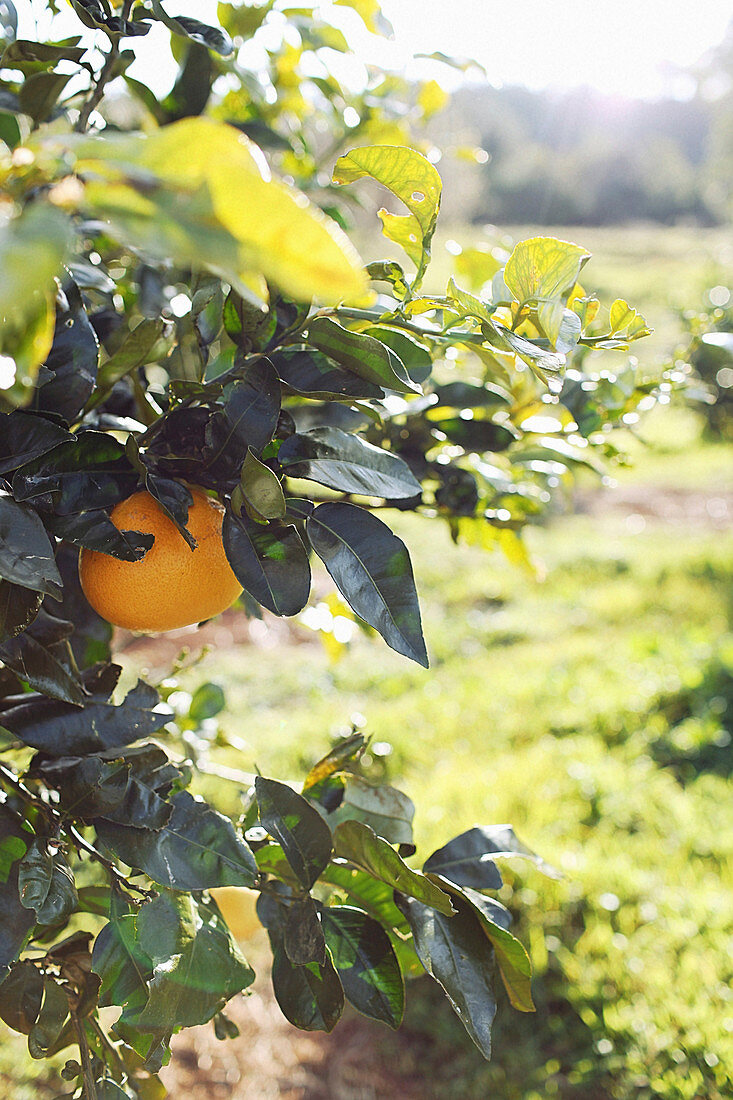Orange am Baum