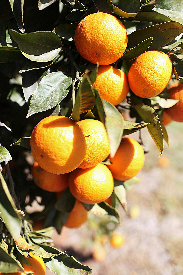 Reife Orangen am Baum im Sonnenlicht