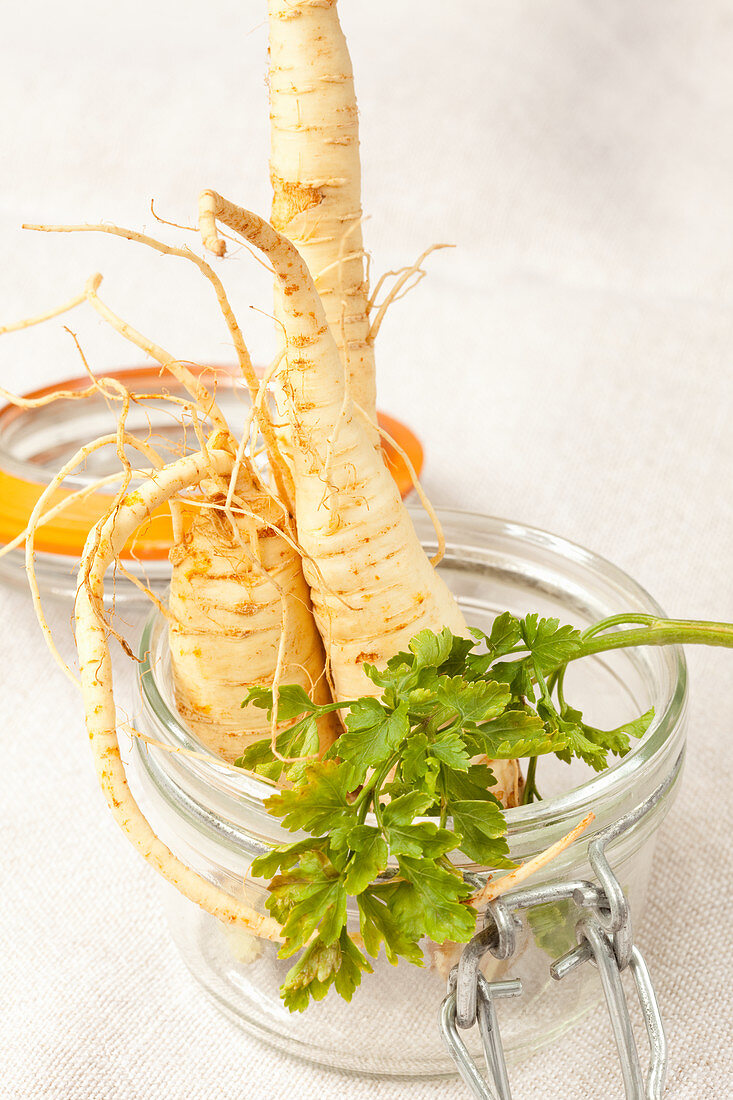 Organic Hamburg parsley in a pickling jar