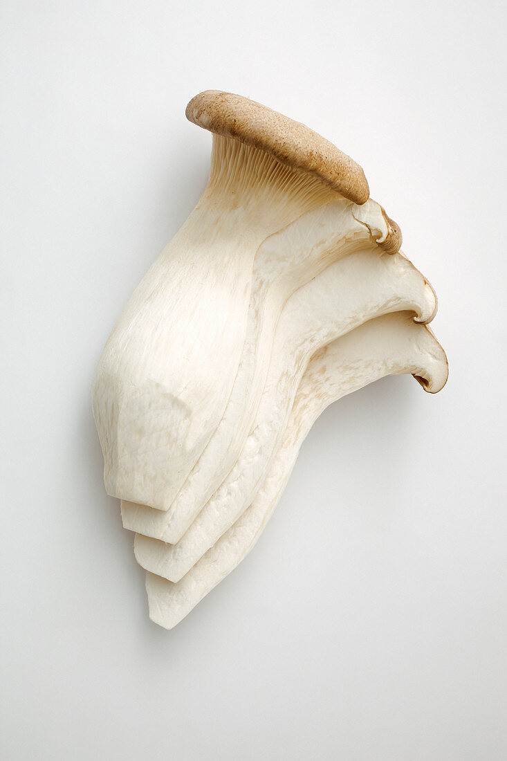 King Trumpet Mushrooms on a White Background
